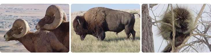 Endangered Species