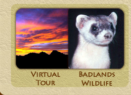 Virtual Tour/Badlands Wildlife